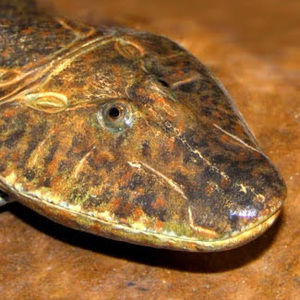 Meet your Posher, Pond